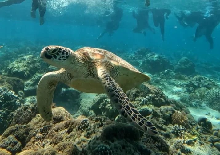 Keseruan pelanggan Swan Tour di destinasi wisata 2